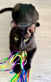 Jack Black -  Domestic Short Hair Cat for Adoption in Vaughan, Ontario - Jack Black | PetCurious