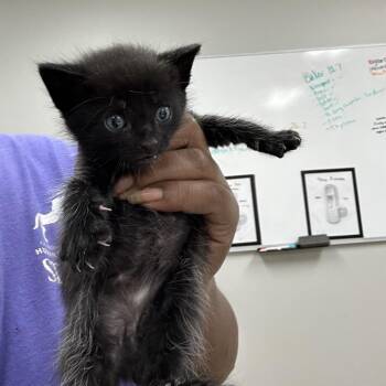 Freddy -  Domestic Short Hair Cat for Adoption in Starkville, Mississippi - Freddy | PetCurious