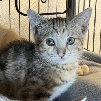 Elma -  Domestic Short Hair Cat for Adoption in Saginaw, Michigan - Elma | PetCurious