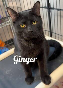 Rescue Domestic Short Hair Cats for Adoption in Manistee, Michigan - Ginger | PetCurious
