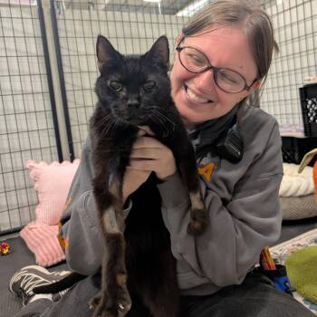 Northern -  Domestic Short Hair Cat for Adoption in Columbus, Ohio - Northern | PetCurious