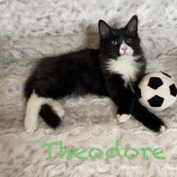 Theodore -  Domestic Medium Hair Cat for Adoption in Spokane, Washington - Theodore | PetCurious