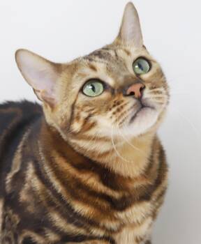 Zeus and Casper - BONDED PUREBRED BENGALS - read full bio before -  Bengal Cat for Adoption in Bedford Hills, New York - Zeus And Casper - BONDED PUREBRED BENGALS - Read Full Bio Before | PetCurious