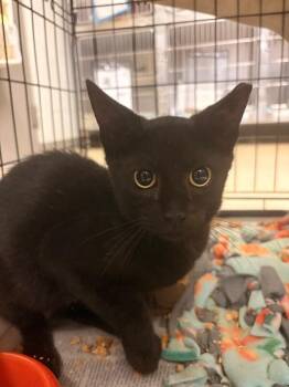 Alex Trebek -  Domestic Short Hair Cat for Adoption in Cincinnati, Ohio - Alex Trebek | PetCurious