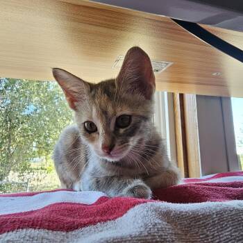 Eleanor -  American Shorthair Cat for Adoption in Seguin, Texas - Eleanor | PetCurious