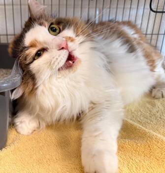 Mavis -  Domestic Short Hair Cat for Adoption in Hamilton, Ohio - Mavis | PetCurious