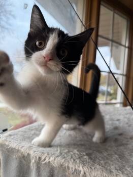 Rescue Domestic Short Hair Cats for Adoption in Plymouth, Michigan - Avenue | PetCurious