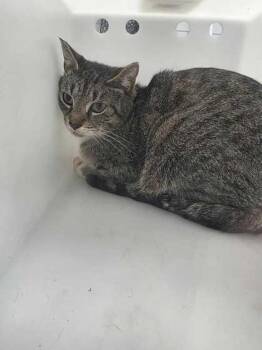 Domestic Short Hair Cats Available for Adoption in Sevierville, Tennessee - Oath | PetCurious