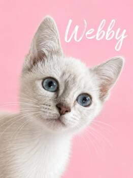 Webby (Courtesy Post) -  Siamese Cat for Adoption in Rutherfordton, North Carolina - Webby (Courtesy Post) | PetCurious
