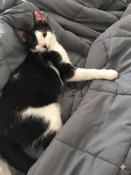 Ringo -  Domestic Short Hair Cat for Adoption in Marion, Indiana - Ringo | PetCurious