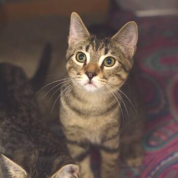 Happy -  Domestic Short Hair Cat for Adoption in Belleville, Illinois - Happy | PetCurious