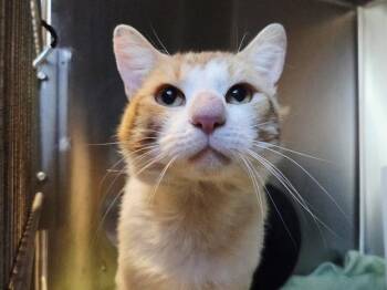 OLLIE -  Domestic Short Hair Cat for Adoption in Martinez, California - OLLIE | PetCurious