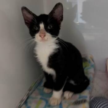Trixie -  Tuxedo Cat for Adoption in Margate, Florida - Trixie | PetCurious
