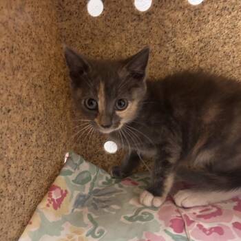 Rumi -  Domestic Short Hair Cat for Adoption in Philadelphia, Pennsylvania - Rumi | PetCurious