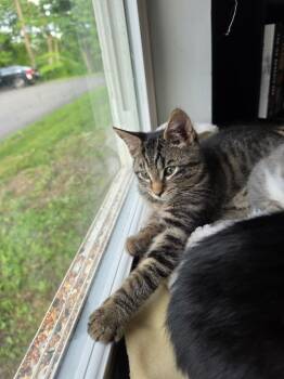 Harrison Medway -  Domestic Short Hair Cat for Adoption in Gorham, Maine - Harrison Medway | PetCurious