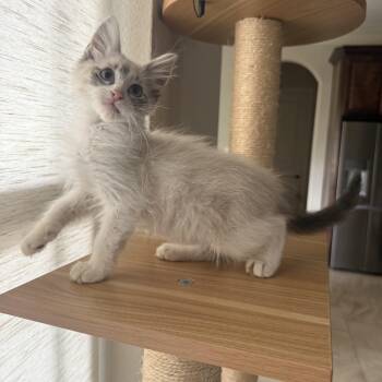 Kutach OR14521-T -  Siamese and Domestic Medium Hair Cat for Adoption in Missouri City, Texas - Kutach OR14521-T | PetCurious