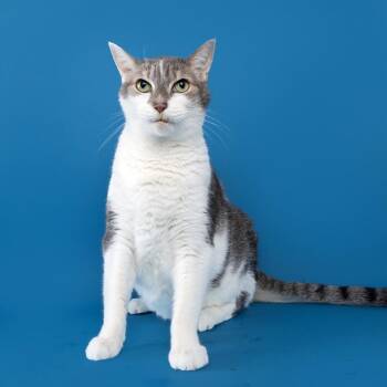 Jennifer -  Domestic Short Hair Cat for Adoption in Franklin, Tennessee - Jennifer | PetCurious