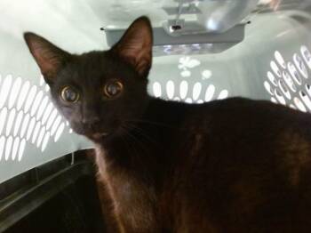 Domestic Short Hair Cats Available for Adoption in Oklahoma City, Oklahoma - A472672 | PetCurious