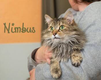 Domestic Long Hair Cats Available for Adoption in Somerset, Pennsylvania - Nimbus | PetCurious