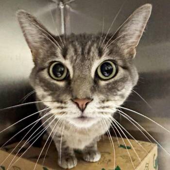 Rose -  Domestic Short Hair Cat for Adoption in Brentwood, Missouri - Rose | PetCurious