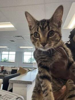 Pa -  Domestic Short Hair Cat for Adoption in West Chester, Pennsylvania - Pa | PetCurious