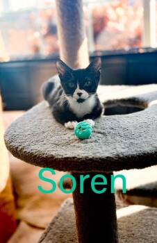 Domestic Short Hair Cats Available for Adoption - Soren, Willow Grove PS, (FCID 1/13/2026-152) | PetCurious