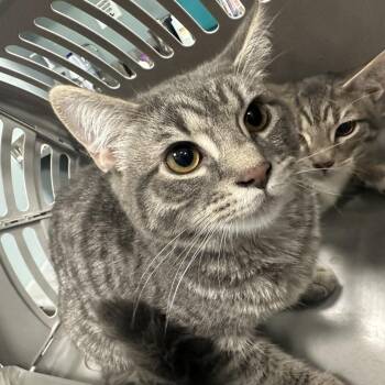 Simba -  Domestic Short Hair Cat for Adoption in Greensboro, North Carolina - Simba | PetCurious