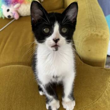 Sea Salt -  Domestic Short Hair Cat for Adoption in Birmingham, Alabama - Sea Salt | PetCurious