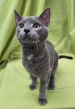 Odin -  Domestic Short Hair Cat Available for Adoption in Bucyrus, Ohio - Odin | PetCurious