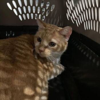 Domestic Short Hair Cats Available for Adoption in Lake Havasu City, Arizona - Churro | PetCurious