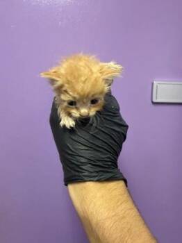 61679928 -  Domestic Short Hair Cat for Adoption in El Paso, Texas - 61679928 | PetCurious