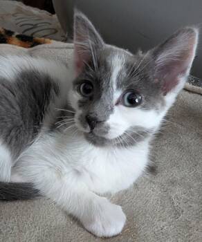 Domestic Short Hair Cats Available for Adoption in New York, New York - Saturn | PetCurious