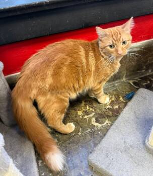 Domestic Medium Hair Cats Available for Adoption in Hamburg, New York - Cheeto | PetCurious