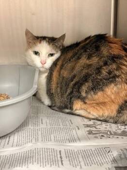 Domestic Short Hair Cats Available for Adoption in Fort Worth, Texas - Wilma | PetCurious