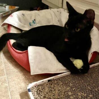 Ropurrt Smith -  Domestic Short Hair Cat for Adoption in Tampa, Florida - Ropurrt Smith | PetCurious