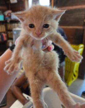 Domestic Short Hair Cats Available for Adoption in Rutherfordton, North Carolina - Fred | PetCurious