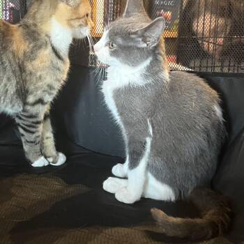 Rescue Domestic Medium Hair Cats for Adoption in Marion, North Carolina - Boppity | PetCurious