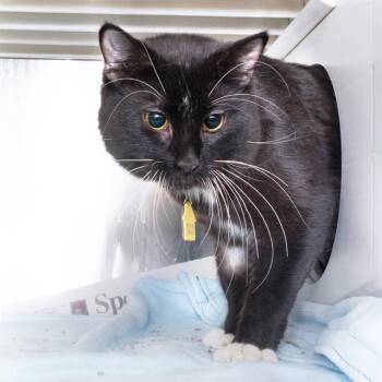 LOKI -  Domestic Medium Hair Cat for Adoption in St. Louis, Missouri - LOKI | PetCurious