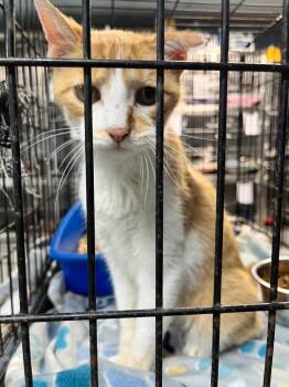 Domestic Short Hair Cats Available for Adoption in Huntington, Indiana - Gregory | PetCurious
