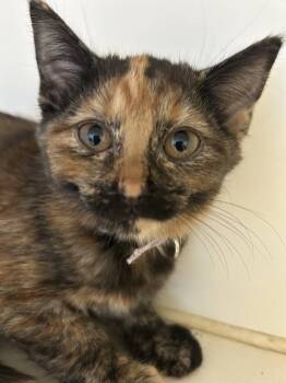 Peaches -  Domestic Short Hair Cat for Adoption in Sparta, Illinois - Peaches | PetCurious