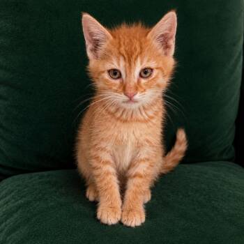 Woody Crock -  Domestic Short Hair Cat for Adoption in Eagle Mountain, Utah - Woody Crock | PetCurious