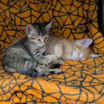 Theo -  Domestic Short Hair Cat for Adoption in Las Vegas, Nevada - Theo | PetCurious
