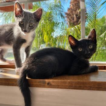 Puma -  Domestic Short Hair Cat for Adoption in Tustin, California - Puma | PetCurious
