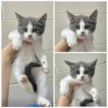 Isaac -  Domestic Short Hair Cat for Adoption in Dublin, Virginia - Isaac | PetCurious