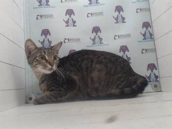 Domestic Short Hair Cats Available for Adoption in Orlando, Florida - GIZMO | PetCurious