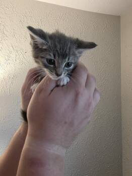 Harmony-Q -  Domestic Short Hair Cat for Adoption in Metamora, Illinois - Harmony-Q | PetCurious