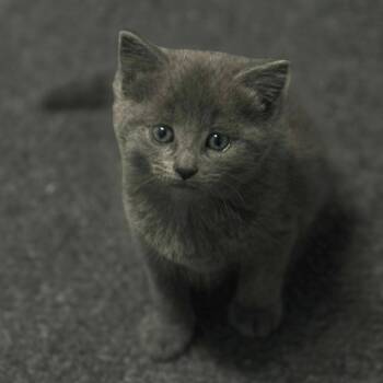 Rescue Domestic Short Hair Cats for Adoption in Pottsville, Pennsylvania - Julia | PetCurious