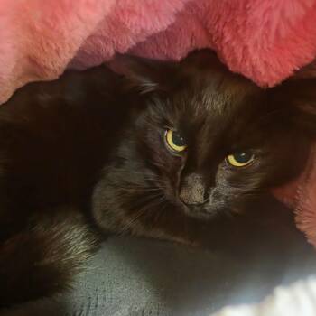 Domestic Short Hair Cats Available for Adoption in Spokane, Washington - Sheldon | PetCurious