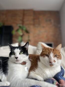 Domestic Medium Hair Cats Available for Adoption in Oberlin, Ohio - Henry And Ruth | PetCurious