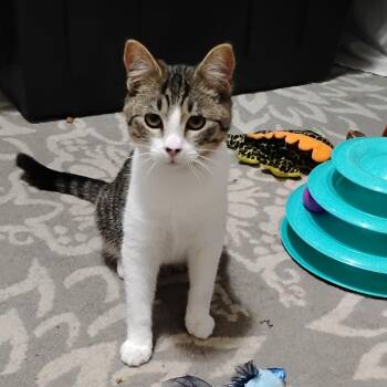 Domestic Short Hair Cats Available for Adoption - Whiskey | PetCurious